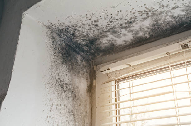 Affordable Mold Remediation solutions in New Egypt, NJ